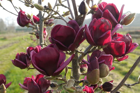 Magnolie  - magnolia.jpg