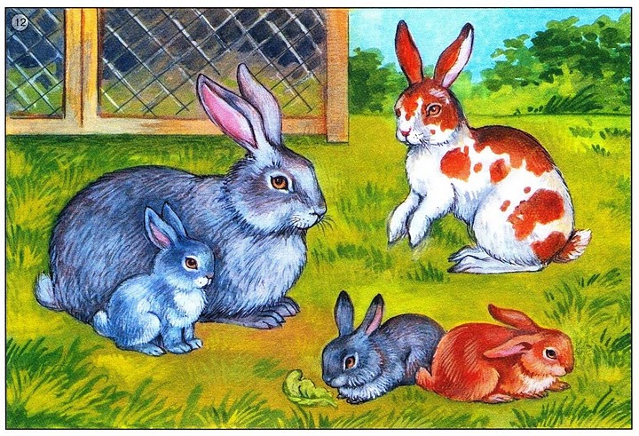 zwierzeta rodziny - króliki.jpg