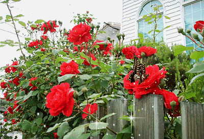 Inne -fotki - róże i motyle.gif