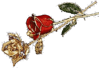 róże - zlota_roza.gif