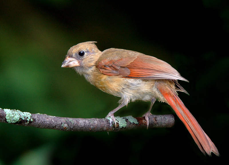 ptaki - Female baby Cardinal.jpg