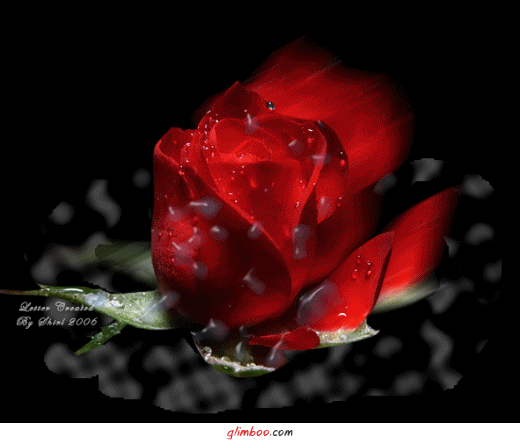 rose - 00401.gif