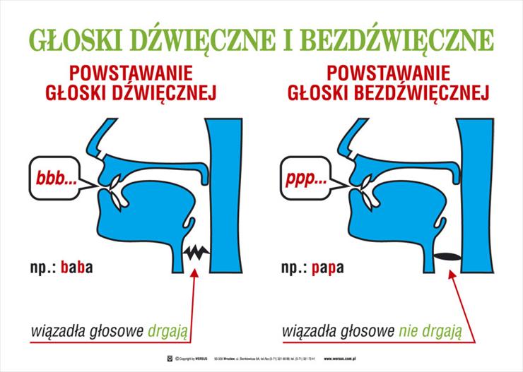 Język polski - Gloski_dzweczne_i_bezdzwieczne.jpg