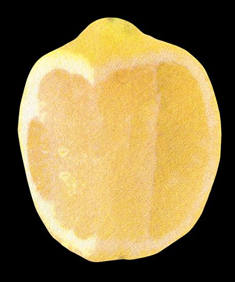 Fruits  Vegetables - lemon-01.png