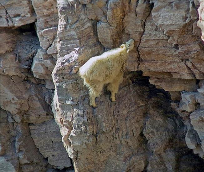 kozice - crazy-goats-on-cliffs-8.jpg