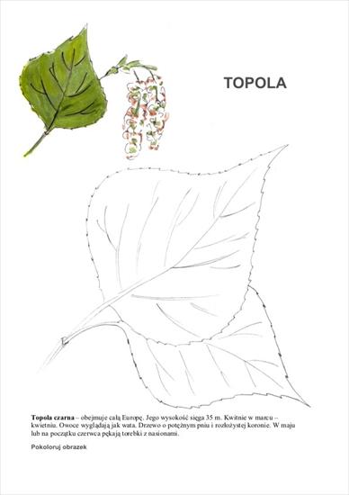Drzewa - kolorowanki i plansze - schemat_Topola.JPG